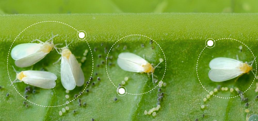 Lecanicillium lecanii